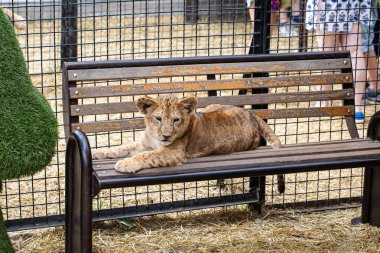 Güzel aslan yavrusu bankta yatıyor.