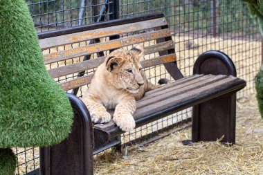 Güzel aslan yavrusu bankta yatıyor.