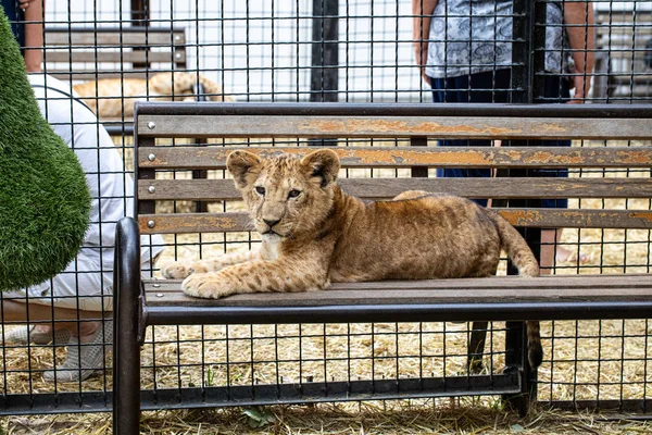 Güzel aslan yavrusu bankta yatıyor.