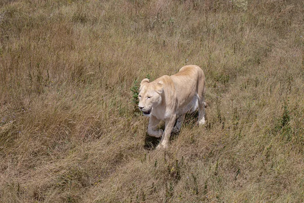 ライオンが草原を歩く — ストック写真