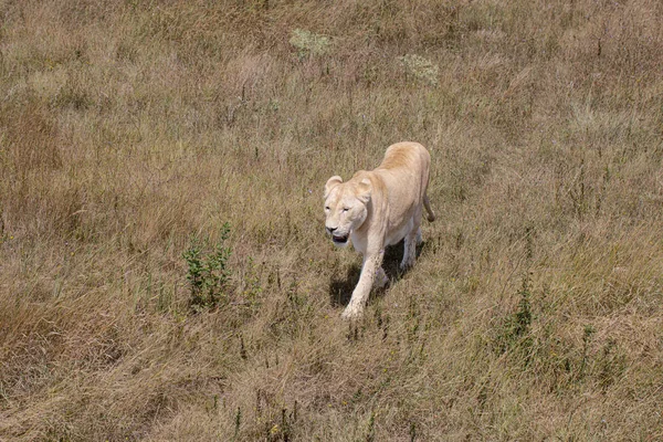 Eine Löwin Geht Durch Die Wiese — Stockfoto