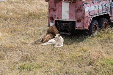 Eski itfaiye aracının yanında çimenlerin üzerinde yatan dişi aslan