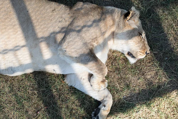 Lioness sleeping on the ground