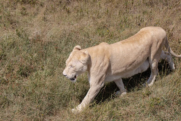 Uma Leoa Caminha Pelo Campo Relva — Fotografia de Stock