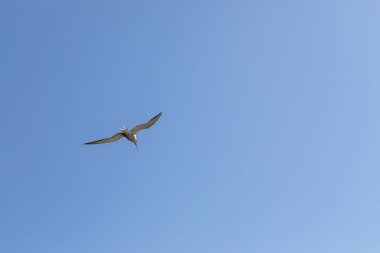 Mavi gökyüzünde uçan martı