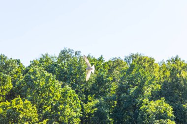 Martı ormanda uçuyor.