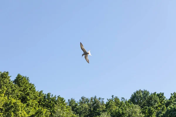 Racek Letící Lesem — Stock fotografie