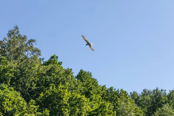 Seagull Flying Forest — Stock Photo, Image
