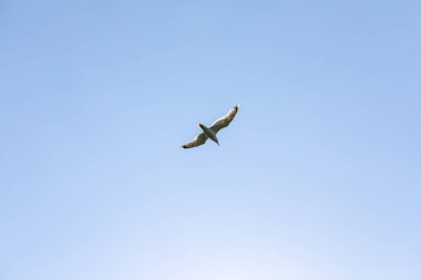 Mavi gökyüzünde uçan martı