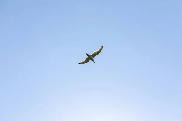 Seagull Flying Blue Sky — Stock Photo, Image