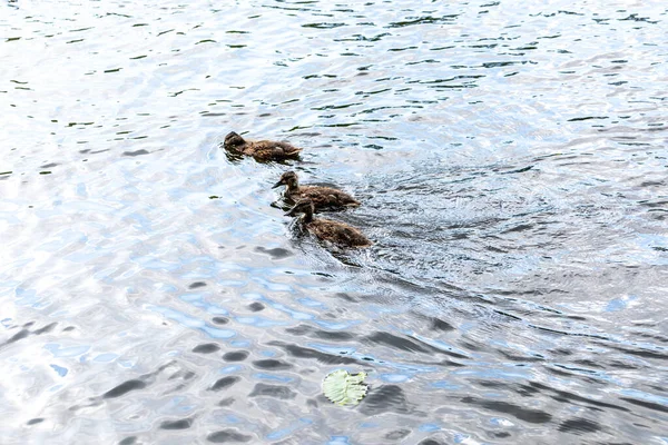 Piccoli Anatroccoli Nuotano Fiume Sera — Foto Stock