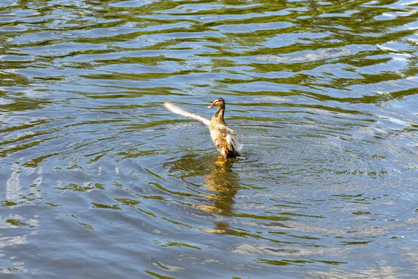鸭子在水里跳起舞来 — 图库照片