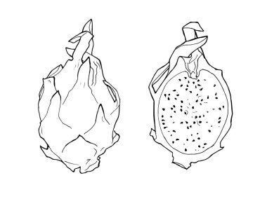 pitahaya vektör kroki çizim