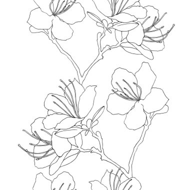 El ormangülü Ledebour kabataslak çelenk. Vektör çizim çiçek. Kartpostal için maralnik bileşimi Dikişsiz desen baskı, dekorasyon, backgrond. Altay endemik