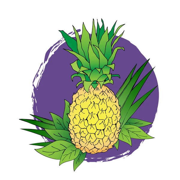紫色斑点的菠萝与叶子的向量线例证 图标的颜色菠萝的独立插图 色线速写手绘果子与叶子 — 图库矢量图片