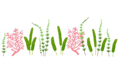 Beyaz arka plan üzerinde mercan lar ve yosunlar ile kusursuz doğal desen.