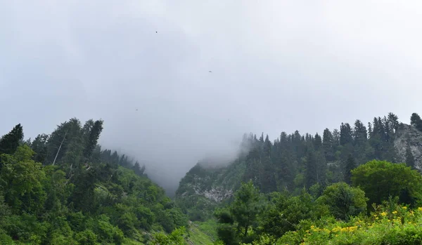 Ködös Táj Fenyőerdővel Reggeli Köd Hegyekben Gyönyörű Táj Hegyi Kilátással — Stock Fotó