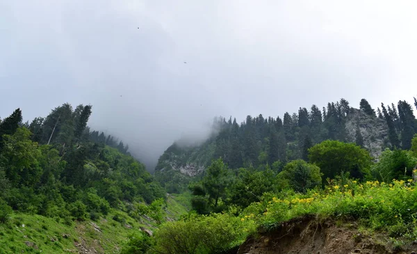 Köknar Ormanlı Puslu Bir Manzara Dağlarda Sabah Sisi Dağ Manzaralı — Stok fotoğraf