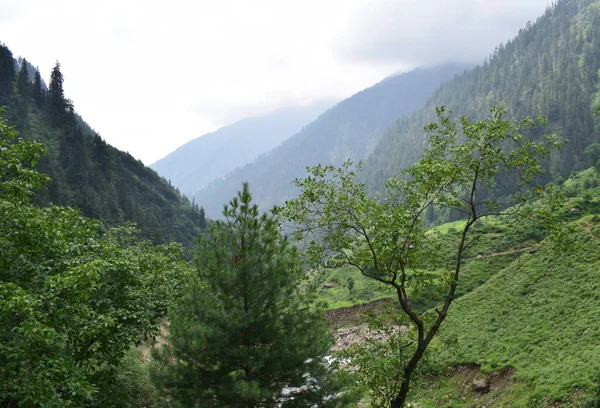 Berge Die Von Grünen Kiefernwäldern Bedeckt Sind Grüne Bergwaldlandschaft — Stockfoto