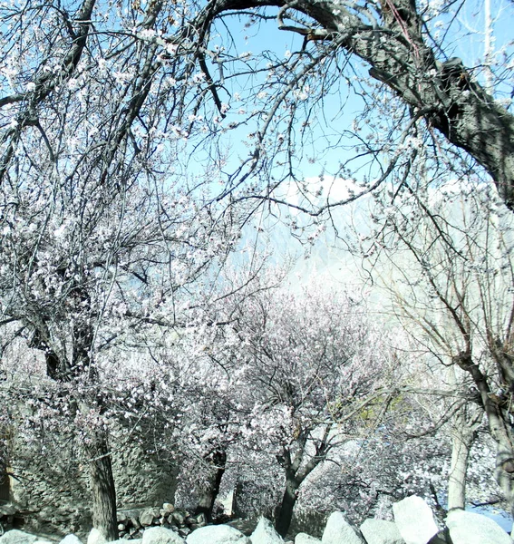 Winter Natürlichen Blick Auf Den Winter Frostige Bäume Schneelandschaft — Stockfoto