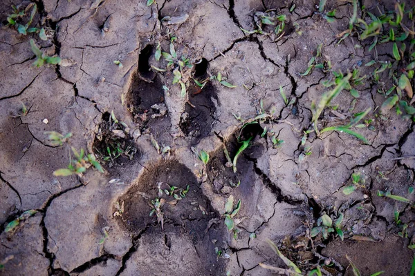 Footprint on cracked soil with grass close-up.