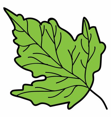 Akçaağaç Yaprak Vektörü