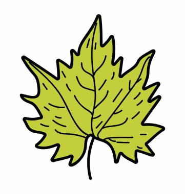 Doğal akçaağaç yaprağı