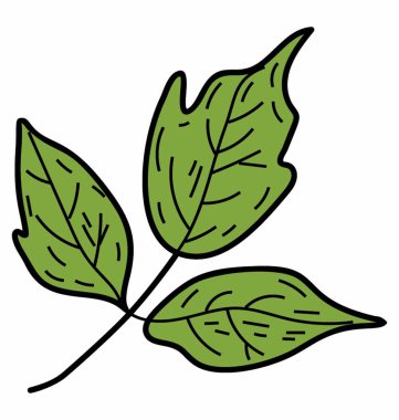 Eko kişniş yaprağı