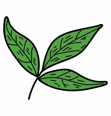 Tripartite yaprak vektör