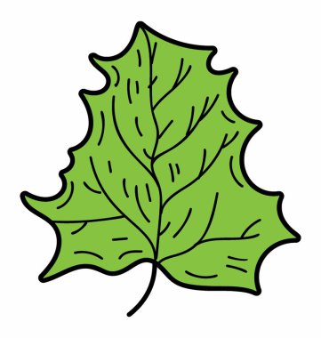 Doğal Auriculate Leaf