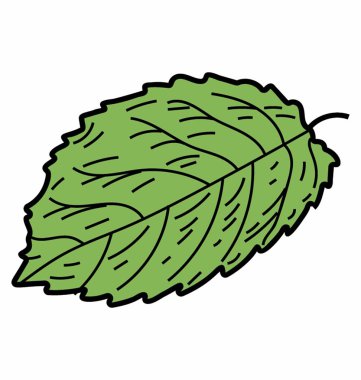 Elm yaprak vektör