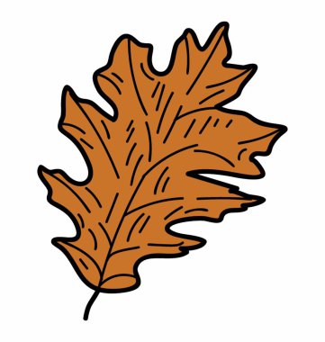 Doğal meşe yaprağı