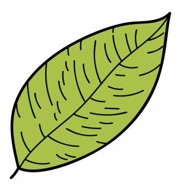 Scalloped yaprak vektör