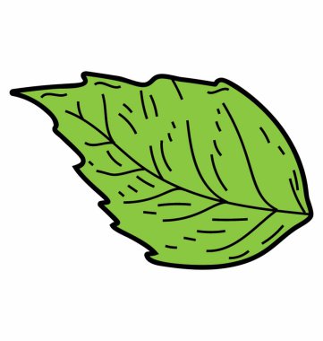 Doğal fesleğen yaprağı