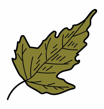 Botanik yaprak vektör