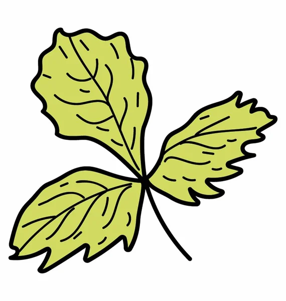 Eko kişniş yaprağı — Stok Vektör