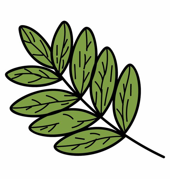 Pinnatisect Leaf Vector