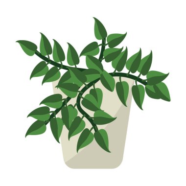 Beyaz arka planda izole tradescantia bitki 