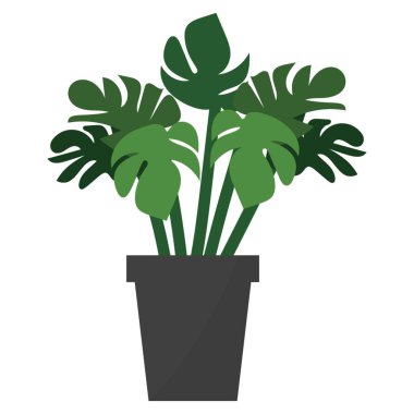 Ev dekorasyonu monstera bitki düz simgesi 
