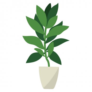 Yassı vektörangelica kök bitki 