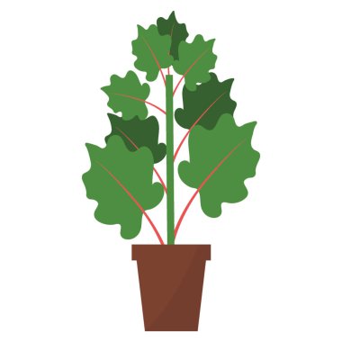 Türkiye rhubarb bitki düz vektör 