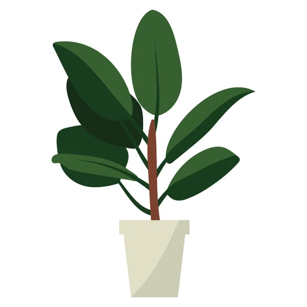 Ficus Pflanze Flachen Vektor — Stockvektor