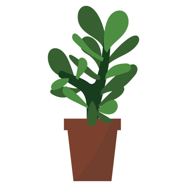 Crassula Planta Vetor Plano — Vetor de Stock