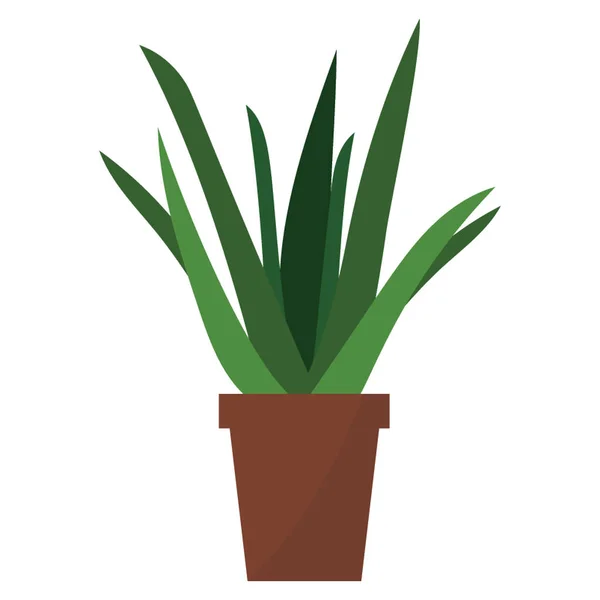 Evergreen Aloe Plante Icône Plate — Image vectorielle