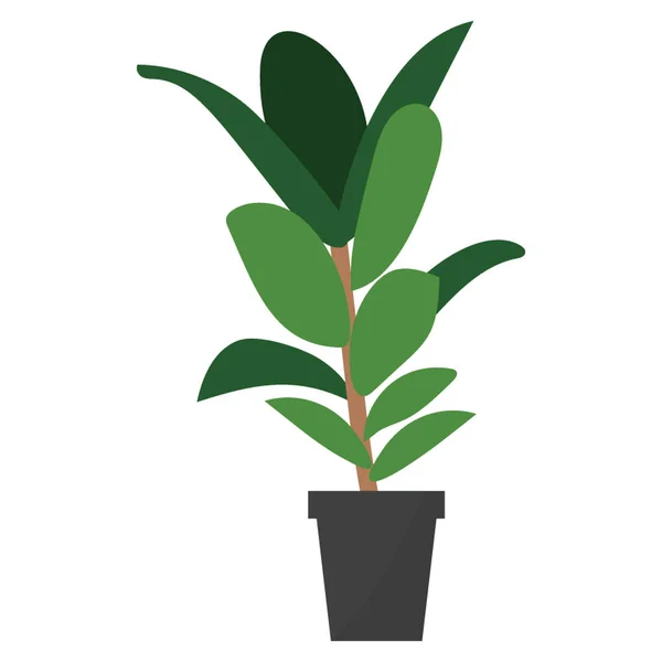 Roślina Ficus Płaskiej Konstrukcji — Wektor stockowy