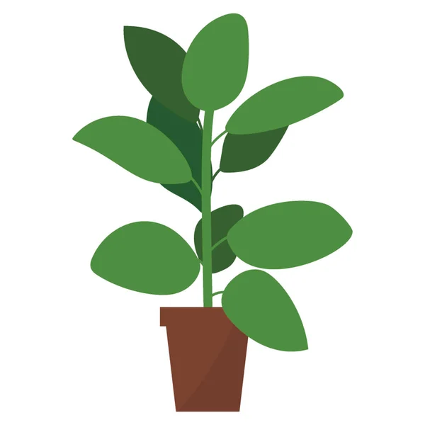 Evergreen Decoração Planta Plana Vetor — Vetor de Stock