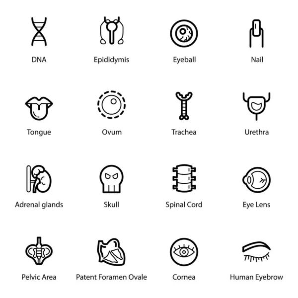 A surprising, compact pack of human body organs is created well for human anatomy, biology and much needed in the medical field. Happy Downloading! — Stock Illustration Surprising Compact Pack Human Body Organs Created Well Human Anatomy Royalty Free Stock Illustrations