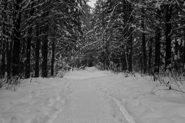 ağaçlar geometri manzara kış orman yürüyüş yolları