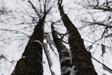 ağaçlar geometri manzara kış orman yürüyüş yolları