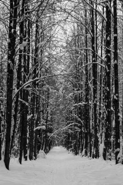 ağaçlar geometri manzara kış orman yürüyüş yolları